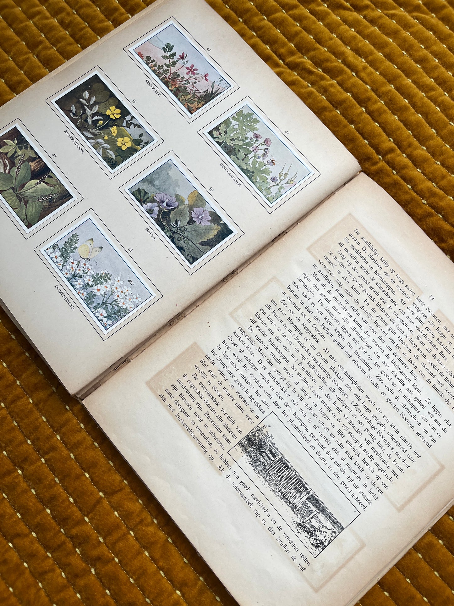 Zomer Verkade Plaatjesalbum 1908 (tweede druk)