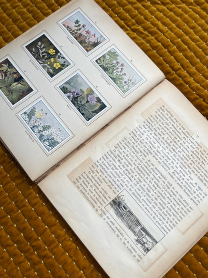 Zomer Verkade Plaatjesalbum 1908 (tweede druk)