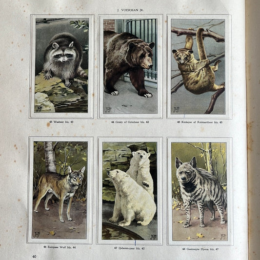 6 Verkade-Bilder Tierleben in Artis 1939 (43-48)