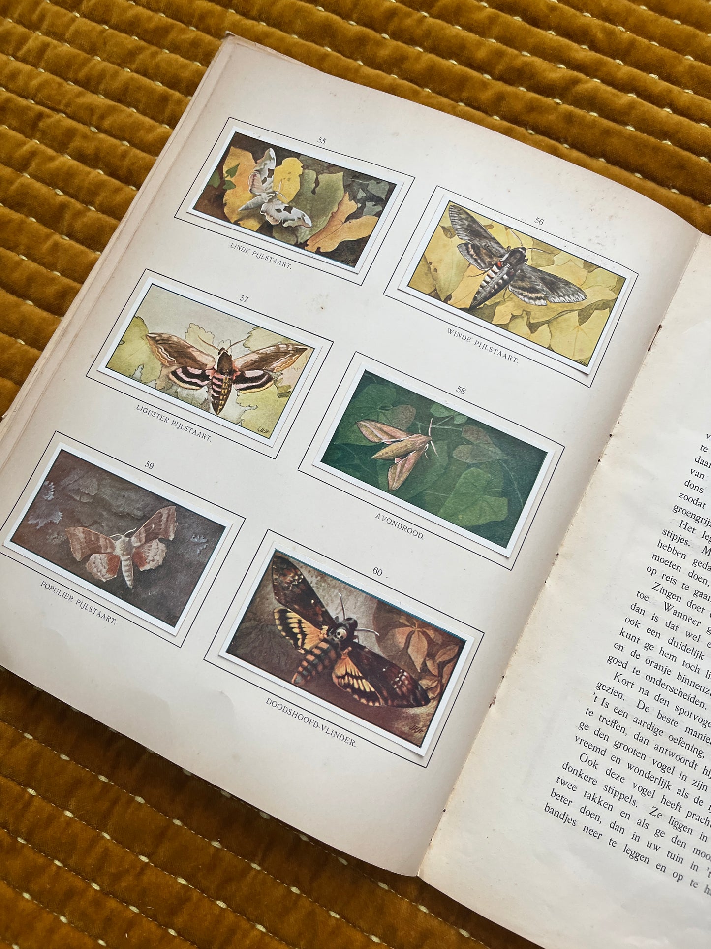 Zomer Verkade Plaatjesalbum 1907 (derde druk)