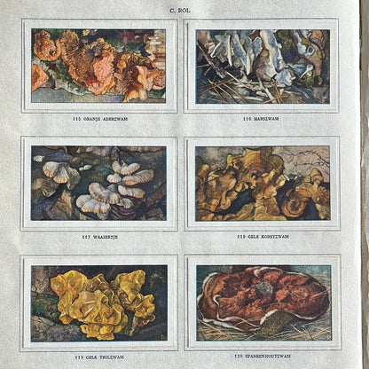 6 Verkade pictures Mushrooms 1929 (115-120)