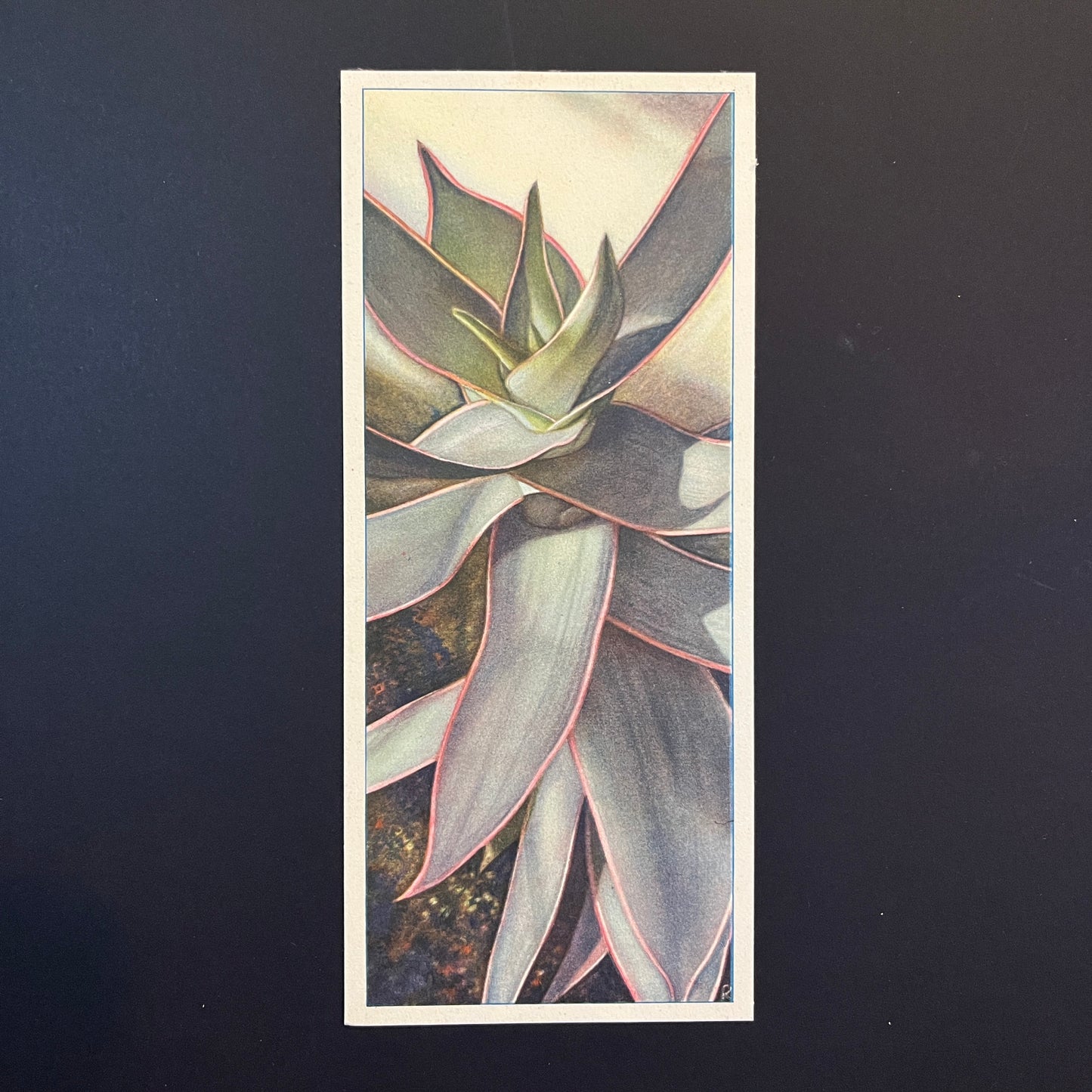 Umrissene Röhrenaloe. Aloe Striata. Aus dem Verkade-Album „Succulents“ von 1932.