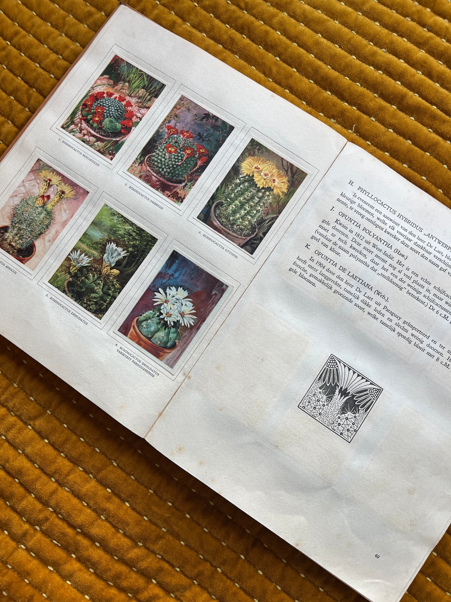 Cactus-Album Plaatjesalbum