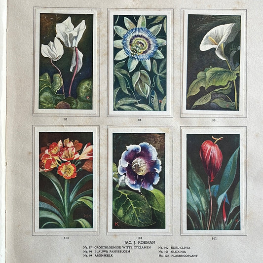 6 Verkade-Bilder Zimmerpflanzen 1928 (97-102)