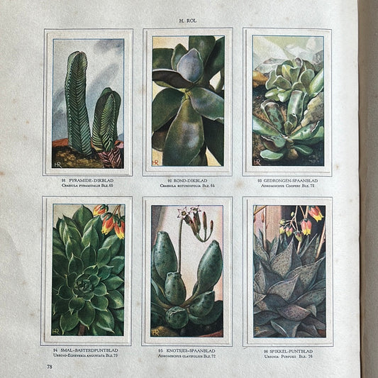 6 Verkade plaatjes Vetplanten 1932 (91-96)