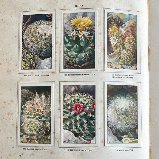 6 Verkade plaatjes Cactussen 1931 (109-114)