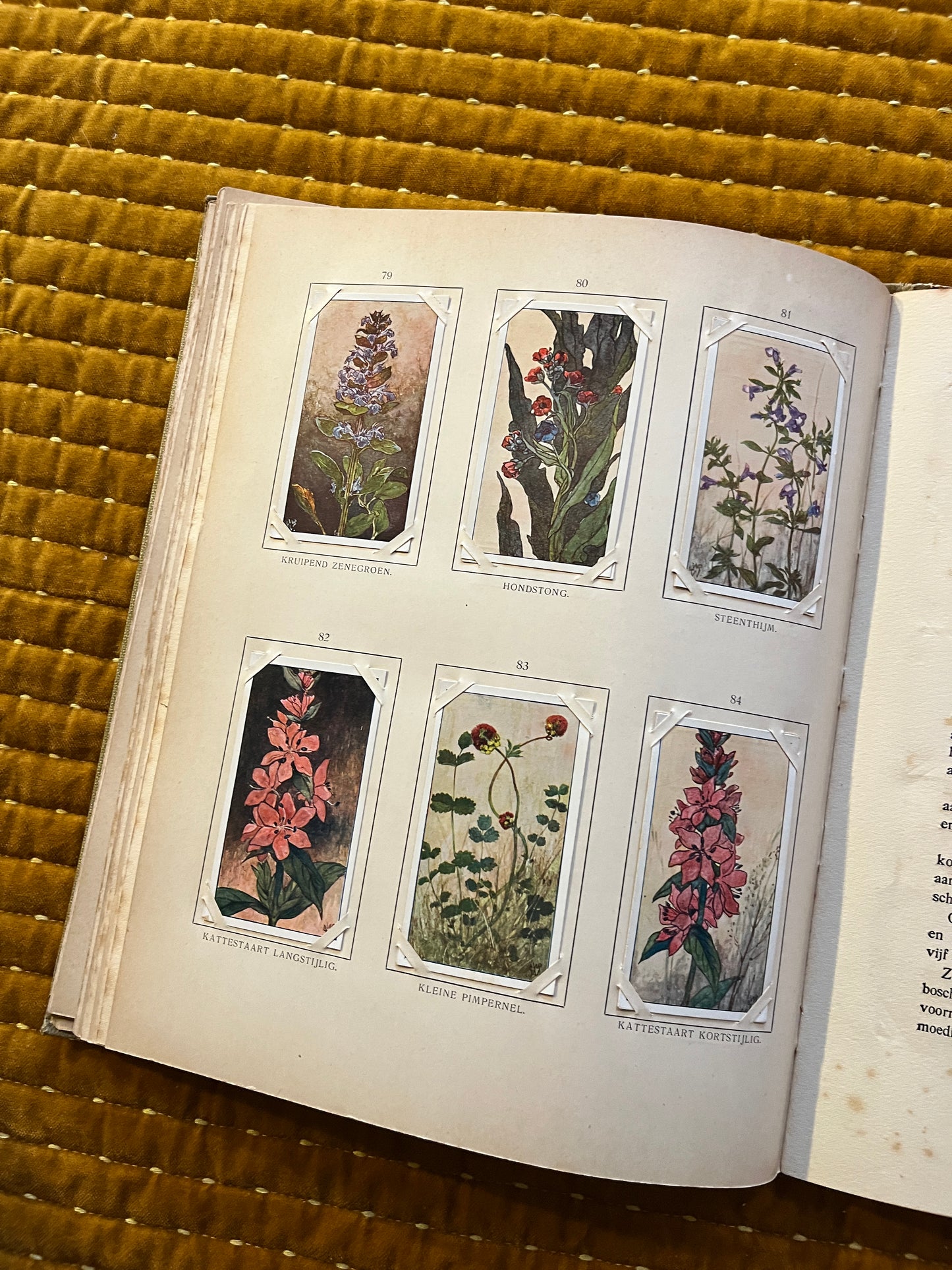 Blonde Duinen Verkade Plaatjesalbum 1910