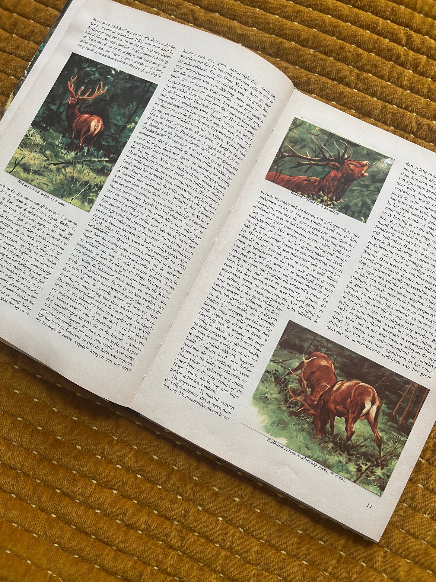 So lebt die Hoge Veluwe – Fotoalbum 1960