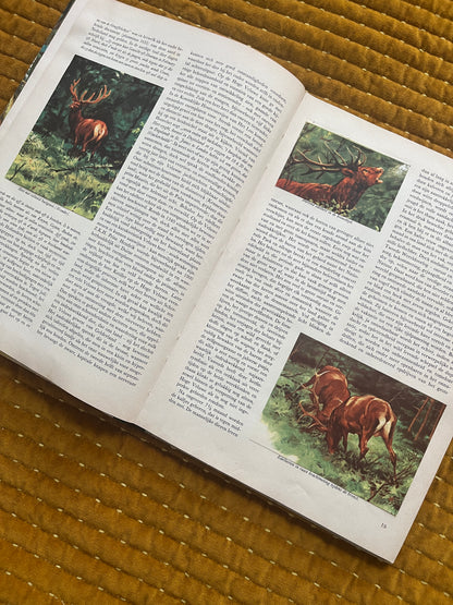 So lebt die Hoge Veluwe – Fotoalbum 1960