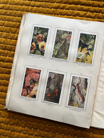 Herfst Verkade Plaatjesalbum 1910