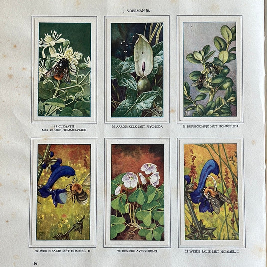 6 Verkade-Bilder Die Blumen und ihre Freunde 1934 (19-24)