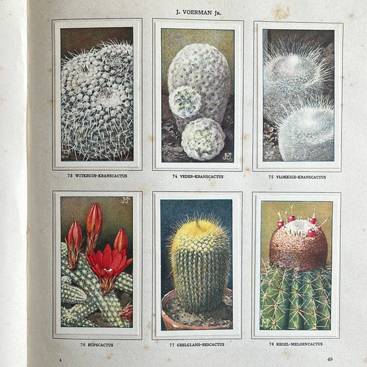 6 Verkade plaatjes Cactussen 1931 (73-78)