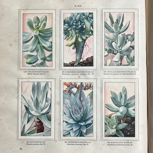 6 Verkade plaatjes Vetplanten 1932 (103-108)