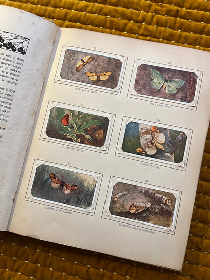 Blonde Duinen Verkade Plaatjesalbum 1910