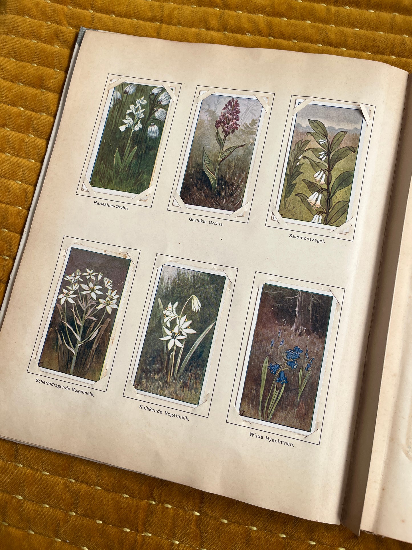 Lente Verkade Plaatjesalbum 1906