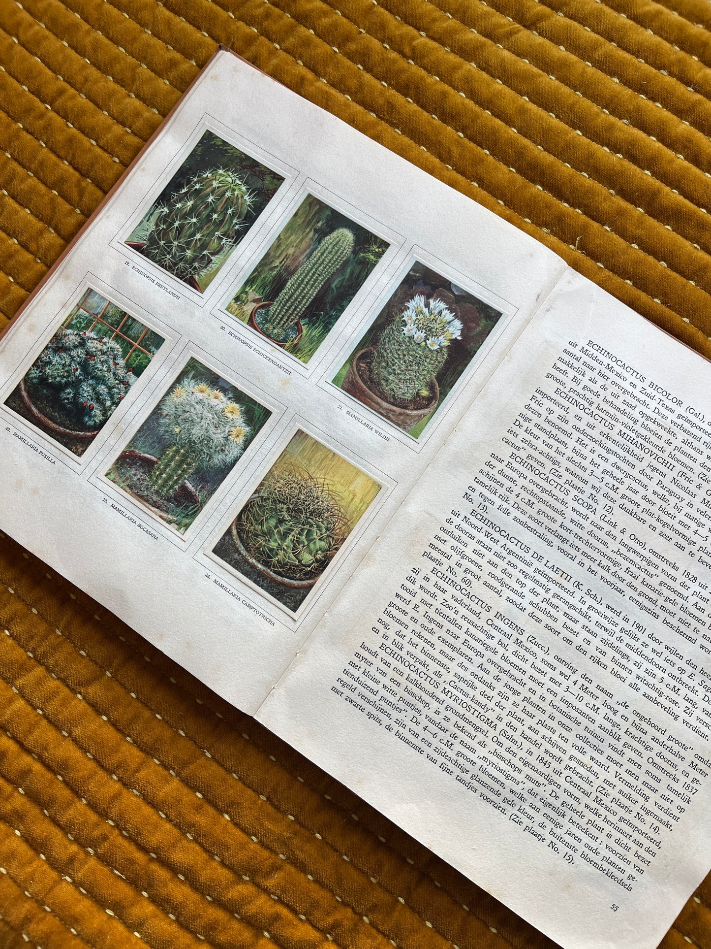 Cactus-Album Plaatjesalbum