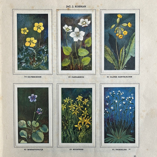 6 Verkade plaatjes Zeewateraquarium en terrarium 1930 (79-84)