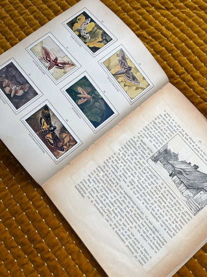 Zomer Verkade Plaatjesalbum 1908 (tweede druk)