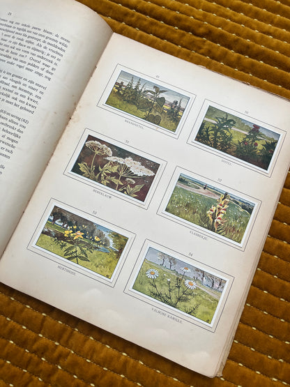 Zomer Verkade Plaatjesalbum 1907 (derde druk)