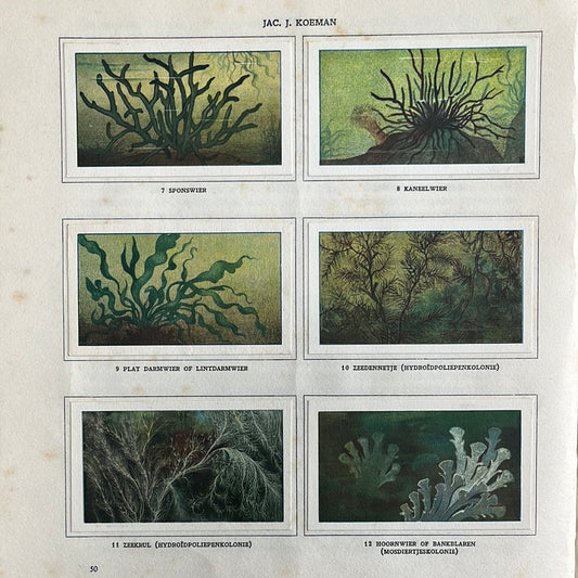 6 Verkade plaatjes Zeewateraquarium en terrarium 1930 (7-12)