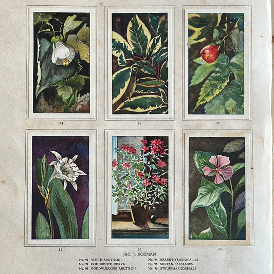 6 Verkade plaatjes Kamerplanten 1928 (91-96)