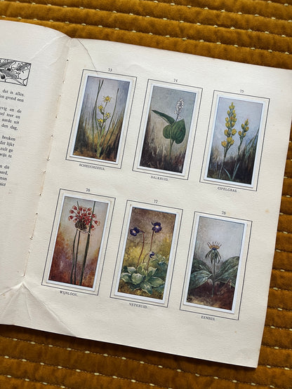 Bosch en Heide Verkade Plaatjesalbum 1913