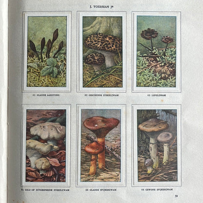 6 Verkade pictures Mushrooms 1929 (61-66)