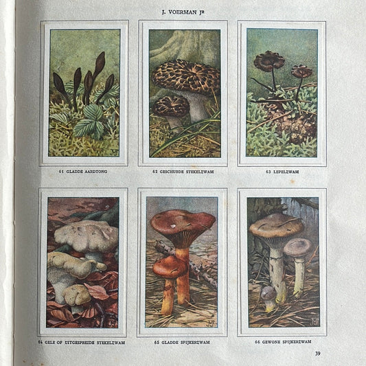 6 Verkade-Bilder Pilze 1929 (61-66)