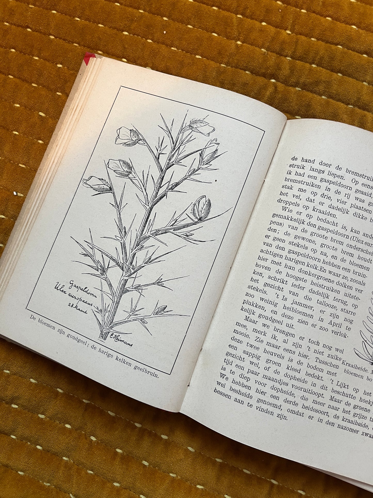 Hei en Dennen (1903)