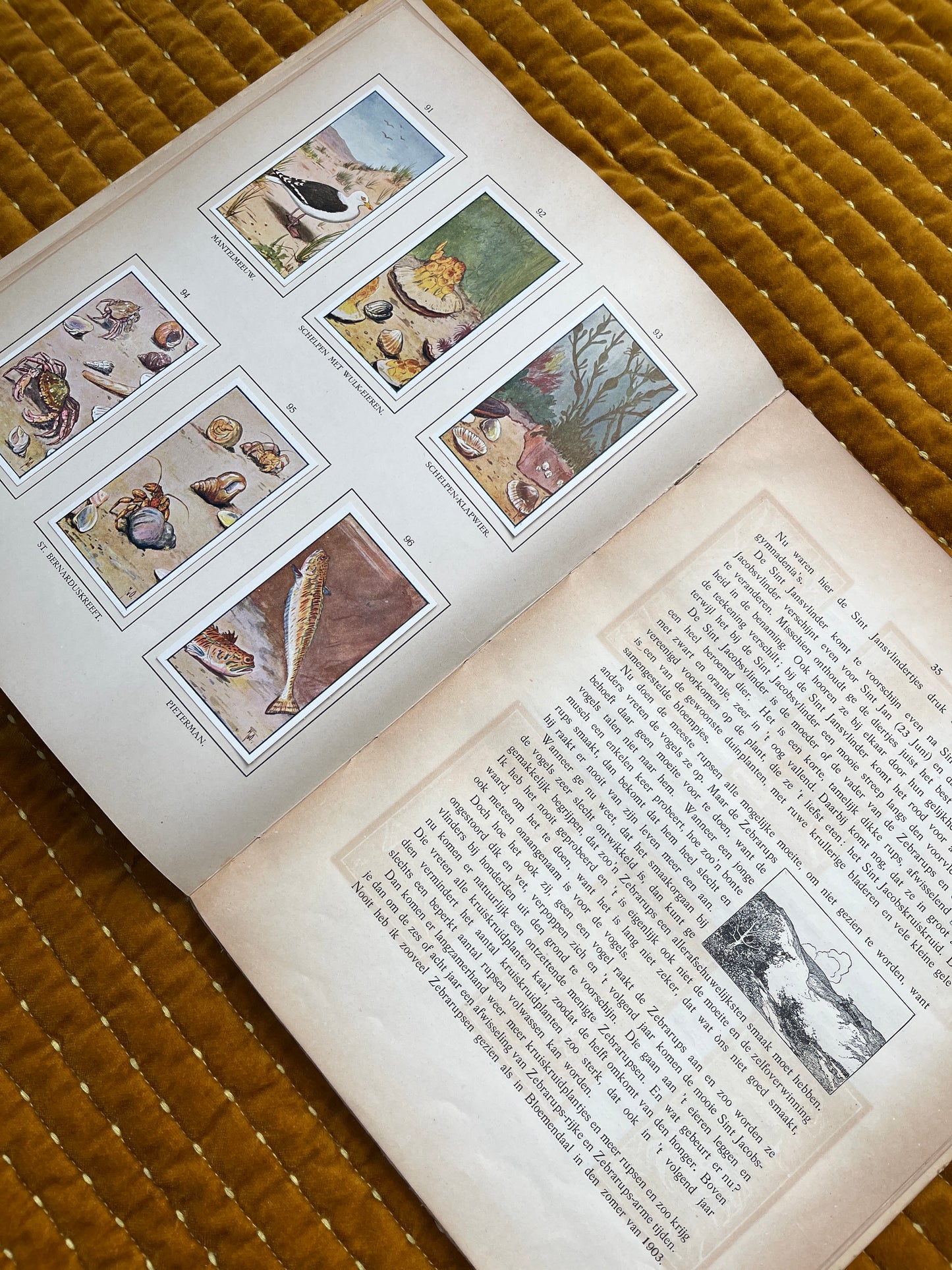 Zomer Verkade Plaatjesalbum 1908 (tweede druk)