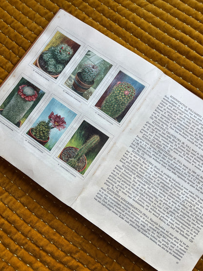 Cactus-Album Plaatjesalbum