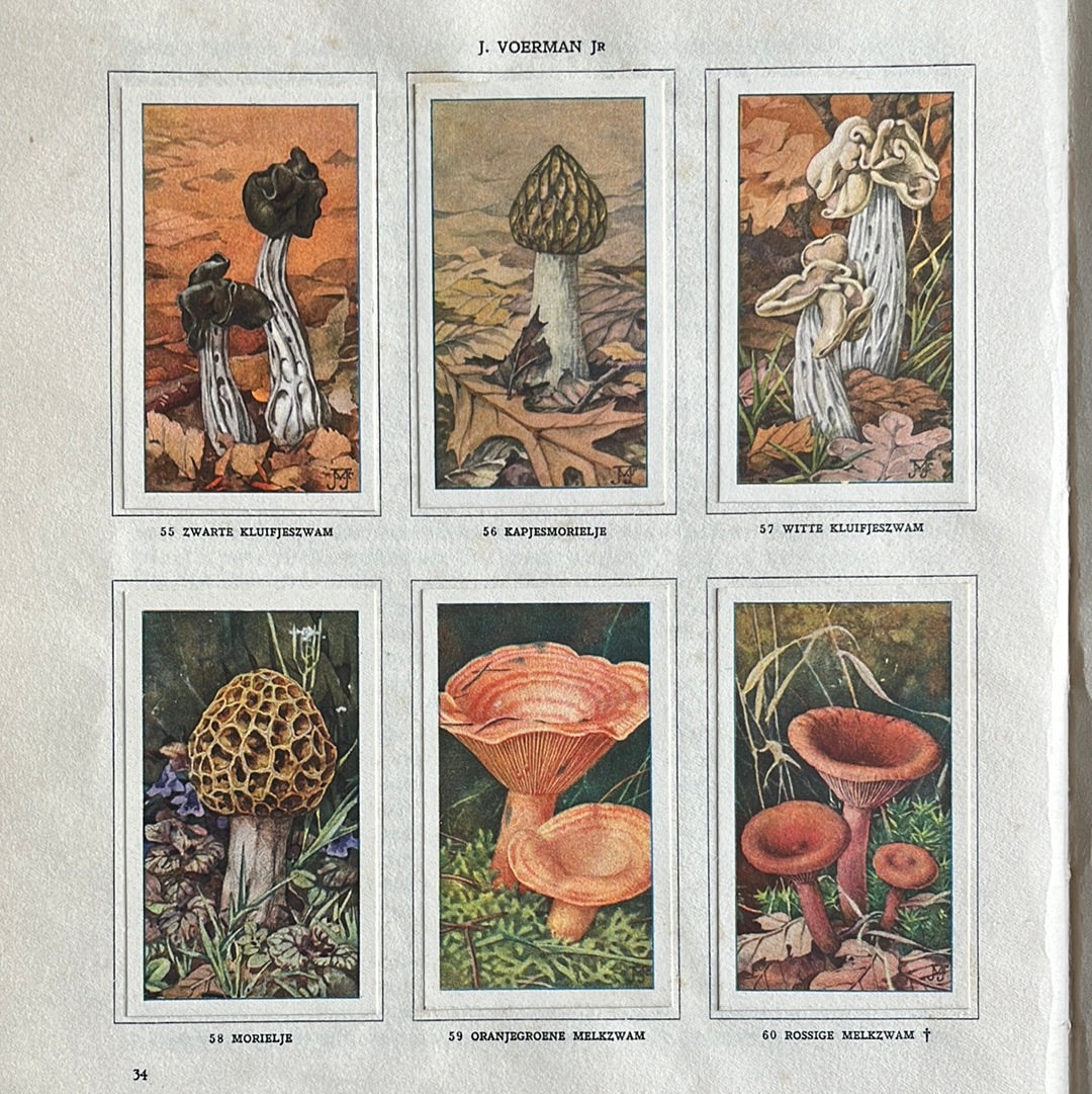 6 Verkade plates Mushrooms 1929 (55-60)