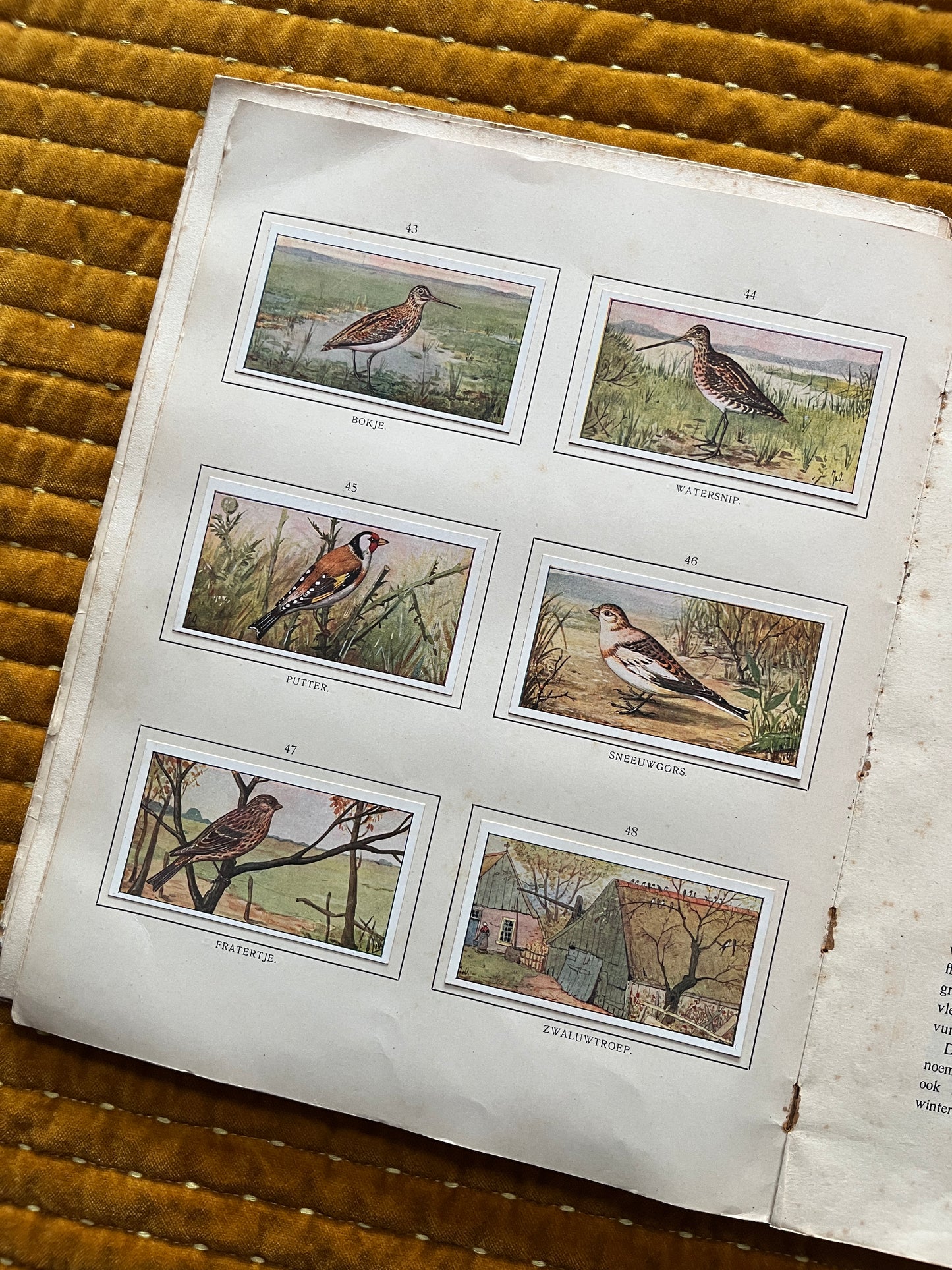 Herfst Verkade Plaatjesalbum 1910