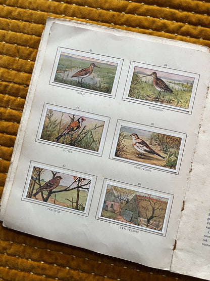 Herfst Verkade Plaatjesalbum 1910