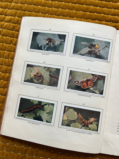 Bosch en Heide Verkade Plaatjesalbum 1913