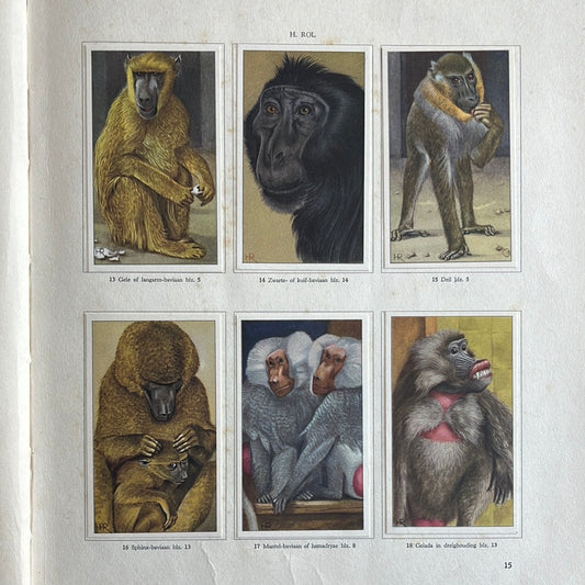 6 Verkade plaatjes Apen en hoefdieren in Artis 1940 (13-18)