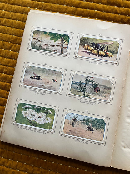 Zomer Verkade Plaatjesalbum 1907