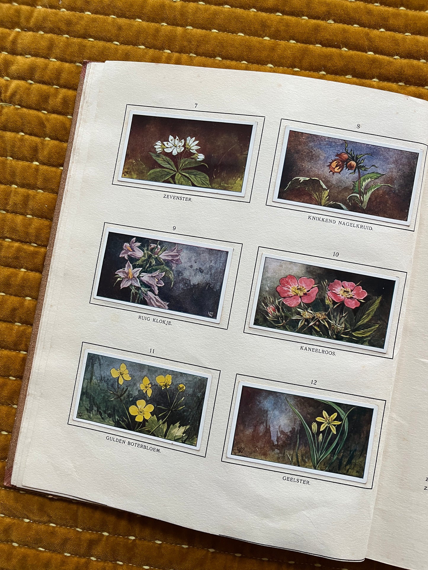 Bosch en Heide Verkade Plaatjesalbum 1913