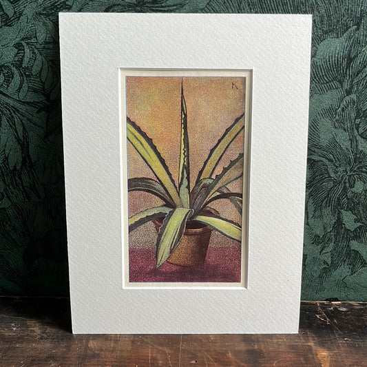 Gold-variegated agave 1928