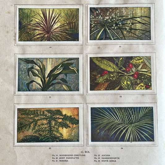 6 Verkade plaatjes Kamerplanten 1928 (19-24)