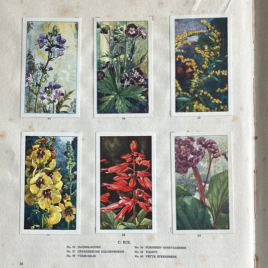 6 Verkade plaatjes De bloemen in onze tuin 1926 (55-60)