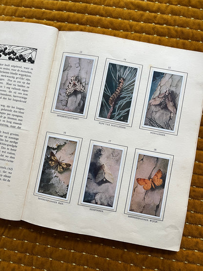 Bosch en Heide Verkade Plaatjesalbum 1913