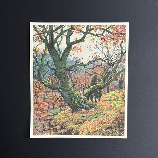 Wodan oaks. No. 23 (1937)