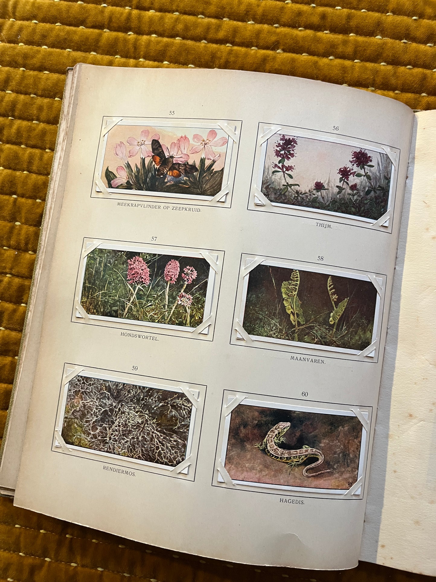 Blonde Duinen Verkade Plaatjesalbum 1910