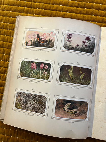 Blonde Duinen Verkade Plaatjesalbum 1910