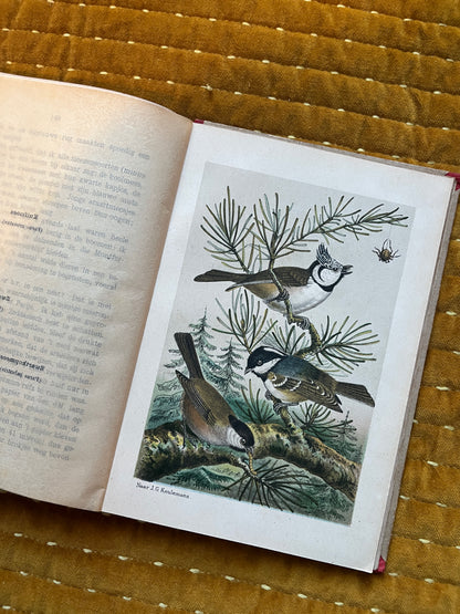 Hei en Dennen (1903)