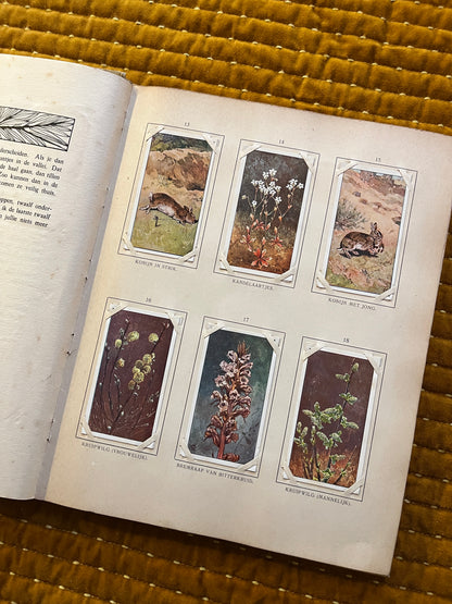 Blonde Duinen Verkade Plaatjesalbum 1910