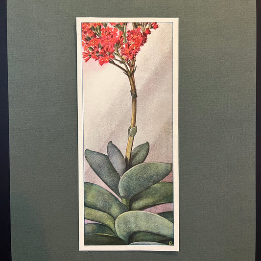 Sikkel Dikblad. Crassula Falcata. Uit het Verkade album 'Vetplanten' uit 1932.