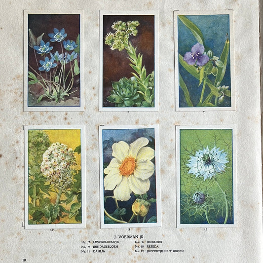 6 Verkade plaatjes De bloemen in onze tuin 1926 (7-12)