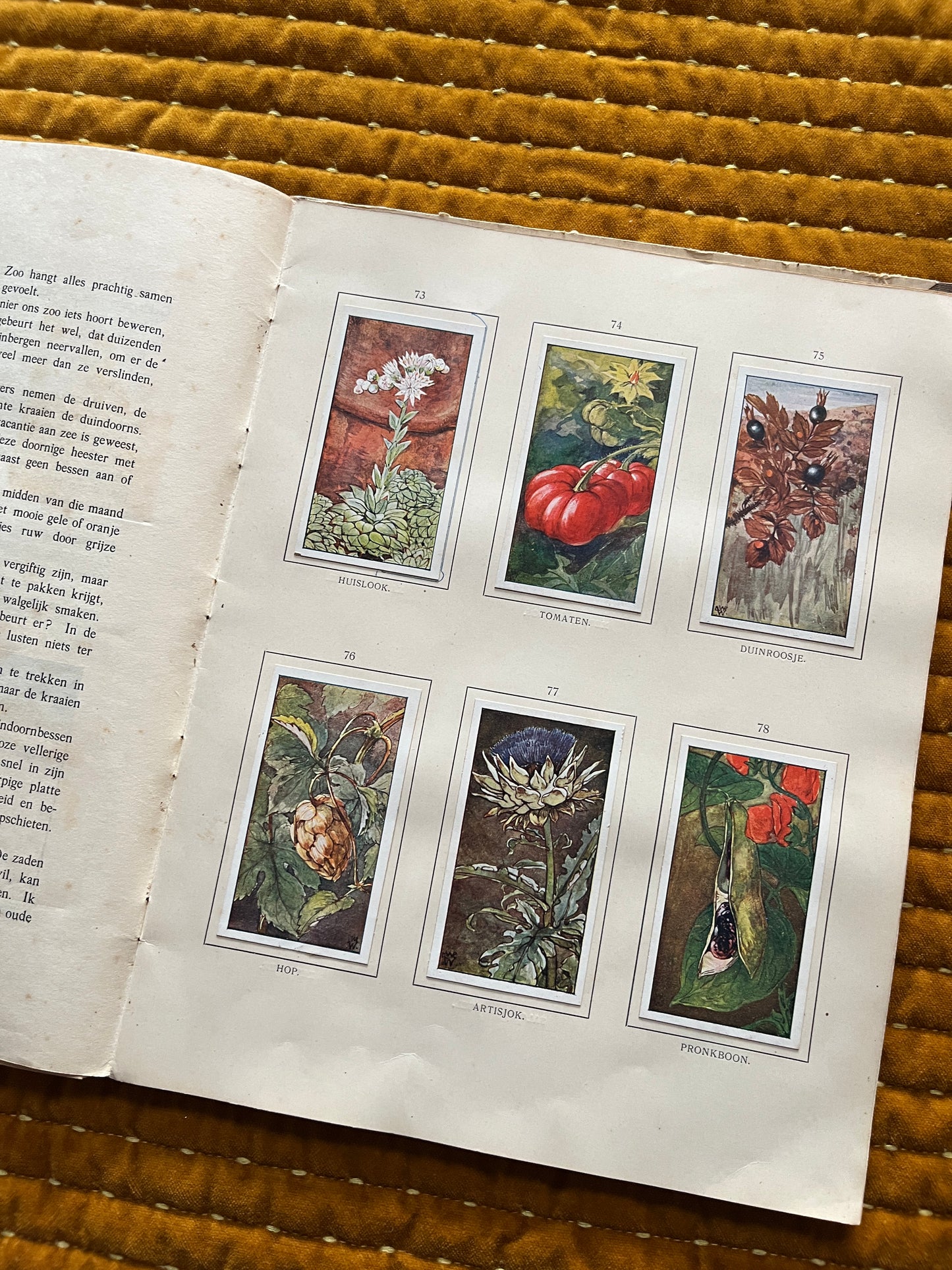 Herfst Verkade Plaatjesalbum 1910